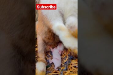 #  baby bunny drinking milk#shortsvideo #cute baby