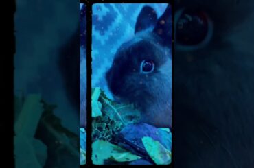 Bunny Heaven: Cute Rabbit Enjoys Delicious Kale