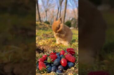Cute Rabbit, I love my pet. #shorts #16