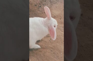 cute baby rabbit chiku rabbit chiku beautiful rabbit #trending #virel #chiku #cute #funny