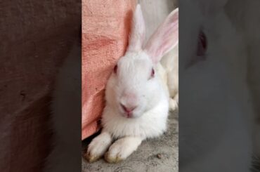 cute rabbit #shorts
