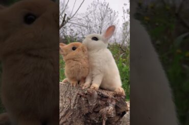 Cute rabbits #animals #cute #rabbit