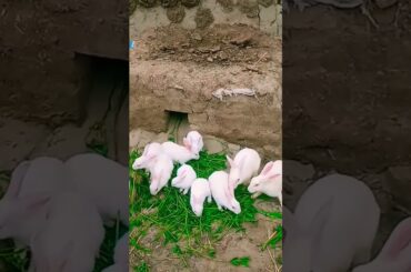 cute baby #rabbit #viral #baby #cute #youtubeshorts
