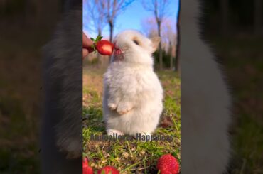 Cute Rabbit | Rabbit Eating Fruits | #rabbit #shortsfeed #shorts #viral