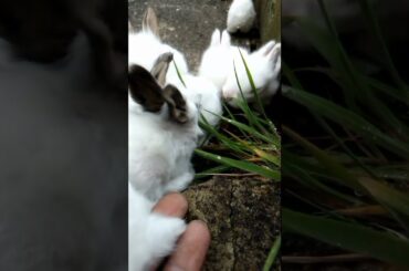 MOST CUTEST BABY BUNNY'S
