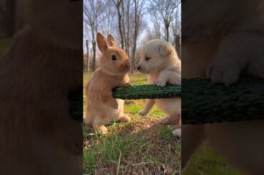 #cute #rabbit #dog1