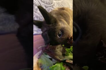 Cute Bunny Munching on Delicious Spring Mix