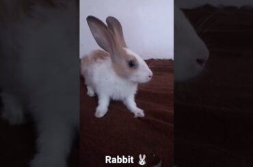 #cute #rabbit