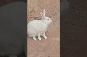 cute baby rabbit chiku beautiful rabbit and #cute #trending #rabbit #funny #chiku #car #virel
