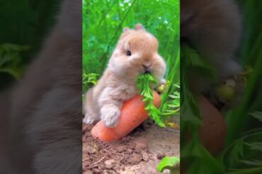 Nom nom nom #cute #bunny #cutebaby #bunnybaby #happy #smile #shortvideo #rabbit #rabbits