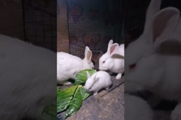 Cute Baby Rabbits Playing,Feeding Activities | Bunny Rabbit(Baby Rabbits)#RunnyRabbits #Babyrabbits