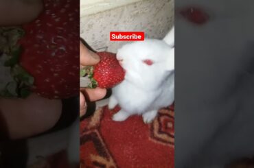 cute bunny #petsandanimals #shorts #youtubeshorts #cutebunny