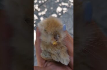 Cute Baby Bunny eating potato for her very first time.