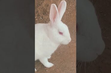 cute baby rabbit chiku rabbit beautiful #virel #trending #cute #funny #rabbit #chiku #car #vitel