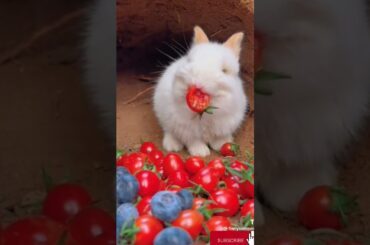 #cute #rabbit