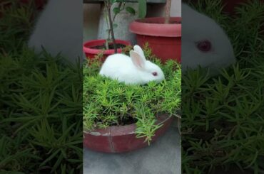 Cute bunny like to eat #rabbit #cutebaby