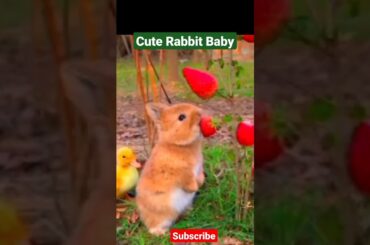 Rabbit Baby #rabbit  #baby #youtubeshorts
