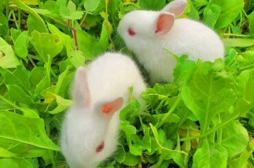 Funny and Cute Baby Bunny Rabbit Videos - Baby Animal Video Compilation - Funny Baby Rabbit Videos