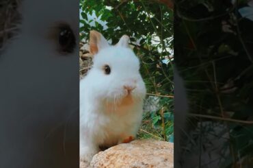 Cute rabbit and live peacefully . Abeautiful moment - #shorts#cute #viral