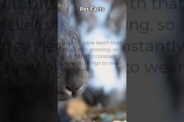 Pet Facts - Rabbit teeth #pet #cute #rabbit #bunny https://petdedicated.com/
