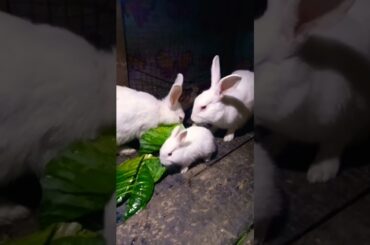 Cute Baby Rabbits Playing,Feeding Activities | Bunny Rabbit(Baby Rabbits)#RunnyRabbits #Babyrabbits