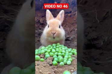 cute rabbit part 46 #viral #viralvideo #trending #shortvideos #funny #cuteanimals #rabbit