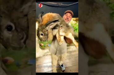 cute rabbit.duniya ka sabse bada khargosh #rabbit #shorts. #tranding