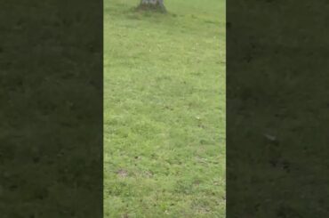 Cute rabbit twins. #shorts