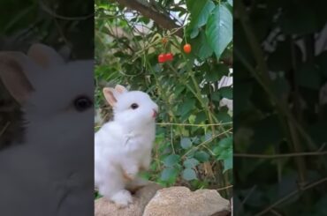 cute white rabbit #cute #cuterabbit #cuterabbitvideo