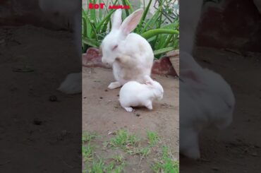 cute rabbit and cute baby rabbit #eotanimal #animal #animallover #rabbit #cuterabbit