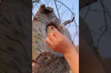 #cute #rabbit #pet #dog