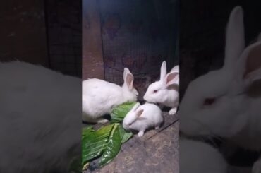 Cute Baby Rabbits Playing,Feeding Activities | Bunny Rabbit(Baby Rabbits)#RunnyRabbits #Babyrabbits