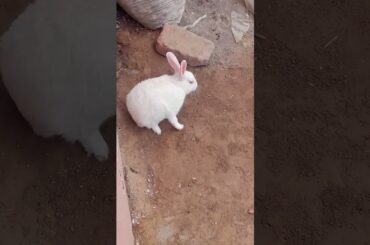 cute baby rabbit chiku rabbit beautiful rabbit #trending #rabbit #chiku #cute #virel #car