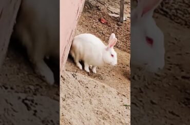 cute baby rabbit chiku beautiful rabbit #trending #rabbit #cute #chiku #vitel #virel #help