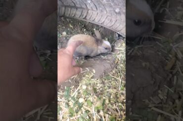 Beautiful #bunny #cute #rabbit #slowmotion #animals #fluffy #pet
