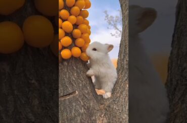 #cute #rabbit