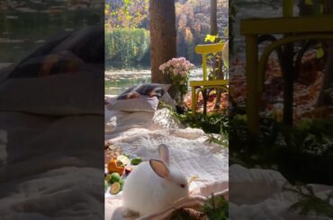 cute rabbit video #shorts #reels