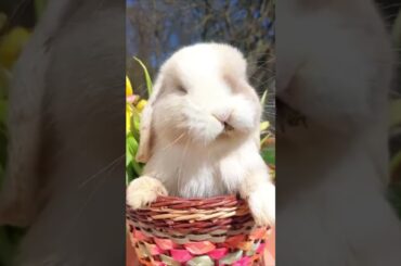 Baby rabbit #babyrabbit #cute #cuterabbit #hunnybunny #original #rabbit #rabbits #reels #viral