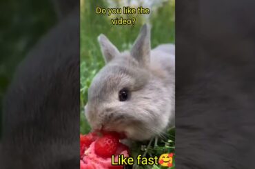 Cute Rabbit Eating strawberry #shorts
