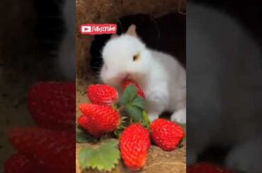 Cute baby rabbit#shorts#shortsyoutube #trendingshorts @shehrmaindihat #viralshort#australian_parrot