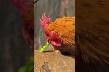 Cute Rabbit Baby eating , Cute Rabbit Short ,#cutianimals #shorts #short