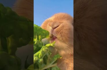 Cute Bunny Eating Vegetable #ms04 #msaviary #shorts #viral