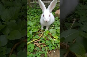 My cute bunny #ytshort #ytviral #youtubeshorts #pets