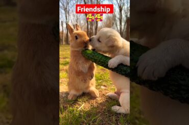 Cute puppy and rabbit friendship #shorts #youtubeshort #ytshorts