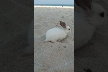 Cute Baby Rabbit#shorts#pets#shorts
