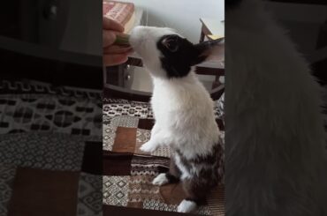 Cute baby bunny #shorts #pets #youtube #viral