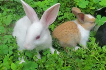 Funny and Cute Baby Bunny Rabbit Videos - Baby Animal Video Compilation - Funny Baby Rabbit Videos