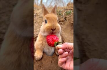 cute rabbit #shorts