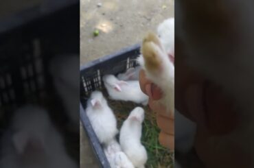RABBIT, OMG Animals soo cute! AWW Cute baby animmals,CUTEST Moment of the Dhw Bty YT #360 #rabbit