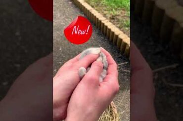 cute rabbit #shorts #rabbit #lovebaby #loverabbits #cuterabbit #rabbitlife #shortsvideo #pets